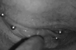 Pussy licking of pierced pussies